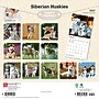 2027 BrownTrout Siberian Huskies 12" x 12" Monthly Wall Calendar (9798330712694)~#|#~081A165B-1942-44FA-B8EA8DA3511546A3_sc7