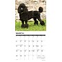 2026 Willow Creek Toy & Miniature Poodles 12" x 12" Monthly Wall Calendar (55588)~#|#~08246390-F2C3-4A1A-A25852B86B8EB6A3_sc7