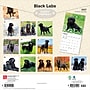 2027 BrownTrout Black Labrador Retrievers 12" x 12" Monthly Wall Calendar (9798330712557)~#|#~0830579A-F45D-44C2-A1288EE80B3BAF20_sc7