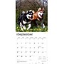 2026 BrownTrout Alaskan Malamutes 12" x 12" Monthly Wall Calendar (9798330702053)~#|#~083EAB89-6470-4BAC-921F69E102E84F05_sc7