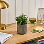 Lifelines Fir Needle & Pine Evaporative Aromatherapy Essential Oil Boxwood Plant Diffuser (11-1611)~#|#~0864CF72-2CBD-4E1D-B5582428192D1281_sc7