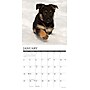 2026 Willow Creek German Shepherd Puppies 12" x 12" Monthly Wall Calendar (51221)~#|#~08C3860C-01FF-4C25-ACA77680FEFA89D2_sc7