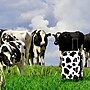 InUSA Prints 26.82" Hardside Suitcase, 4-Wheeled Spinner, TSA Checkpoint Friendly, Cow Animal Print (IUAPC00M-COW)~#|#~08D63CF2-3C36-41F6-8F8CA78F00ADC71A_sc7