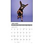 2026 Willow Creek Miniature Pinschers 12" x 12" Monthly Wall Calendar (51931)~#|#~09300F1D-6250-4954-9BFAFD9839466B02_sc7