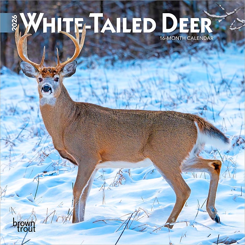 2026 BrownTrout White Tailed Deer 7" x 7" Monthly Wall Calendar (9798330706327) image 1