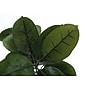 Monarch Specialties Inc. 52" Artificial Rubber Tree in Pot (I 9514)~#|#~096AAE7B-A0D6-4283-9B406E8E2825778D_sc7