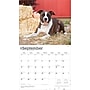 2026 BrownTrout American Pit Bull Terriers 14" x 12" Monthly Wall Calendar (9798330707867)~#|#~09CB7DBE-0BEE-48C9-B3CE800E8C8AA035_sc7