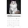 2027 Willow Creek Cats 7" x 7" Monthly Wall Calendar (64085)~#|#~09D4242A-F68C-4222-AF6D8CE57ED20CD5_sc7