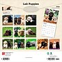 2026 BrownTrout Labrador Retriever Puppies 12" x 12" Monthly Wall Calendar (9798330704170)~#|#~0A07AD13-B310-43EA-81981699C30A1177_sc7