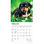 2026 BrownTrout Dachshund Puppies 7" x 7" Monthly Wall Calendar (9798330703081)~#|#~0A2DB5E4-64A3-4C42-B0D5A7CFA832976F_sc7