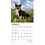 2026 BrownTrout Welsh Corgis 7" x 7" Monthly Wall Calendar (9798330706228)~#|#~0A56E60F-1CE5-4D54-8A62575DBC56E2E5_sc7