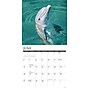 2027 Willow Creek Dolphins  12" x 12" Monthly Wall Calendar (60056)~#|#~0A9F42EA-80BF-4257-B4BEBB6C3FE22C20_sc7
