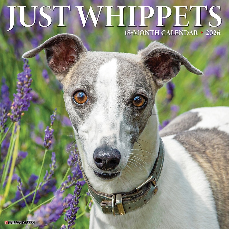 2026 Willow Creek Whippets 12" x 12" Monthly Wall Calendar (53232) image 1