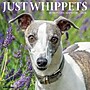 2026 Willow Creek Whippets 12" x 12" Monthly Wall Calendar (53232)~#|#~0AEF34C7-C2F2-4287-882DEAFD44D6ACCA_sc7
