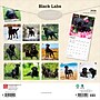 2026 BrownTrout Black Labrador Retrievers 12" x 12" Monthly Wall Calendar (9798330704248)~#|#~0BBCE0EA-A958-4D12-B2A8FA90306C3B5B_sc7