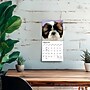 2027 BrownTrout Shih Tzu Puppies 7" x 7" Monthly Wall Calendar (9798330710089)~#|#~0BD65049-7C54-4DBB-B39D4B194ADA65FB_sc7