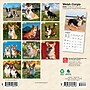 2026 BrownTrout Welsh Corgis 7" x 7" Monthly Wall Calendar (9798330706228)~#|#~0BFE2139-8CD0-4502-94B54A98D6A3836C_sc7