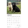 2026 BrownTrout Labrador Retrievers 12" x 12" Monthly Wall Calendar (9798330704224)~#|#~0C1BAE8F-9C01-4D6D-952755085527351F_sc7