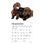 2027 BrownTrout Lab Puppies 7" x 7" Monthly Wall Calendar (9798330710027)~#|#~0C2CFBC8-888C-44A2-8DBD61AD15E60D0E_sc7