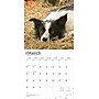 2026 BrownTrout Border Collies 12" x 12" Monthly Wall Calendar (9798330702565)~#|#~0CB6A6DB-2E95-4F00-AA7A5935A13988B4_sc7
