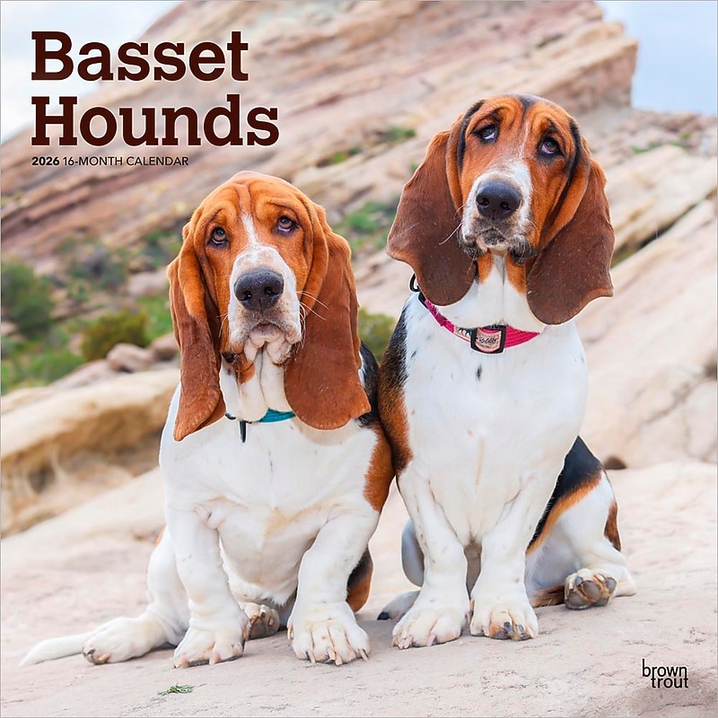 2026 BrownTrout Basset Hounds 12" x 12" Monthly Wall Calendar (9798330702329) image 1