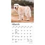 2027 BrownTrout Golden Retrievers 7" x 7" Monthly Wall Calendar, Assorted Colors (9798330714209)~#|#~0D0740DE-7E6B-481E-915CEE94F74443DB_sc7