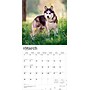 2026 BrownTrout Siberian Huskies 12" x 12" Monthly Wall Calendar (9798330705580)~#|#~0D22F7C2-B7B6-41A3-AD626A91EB9C318F_sc7