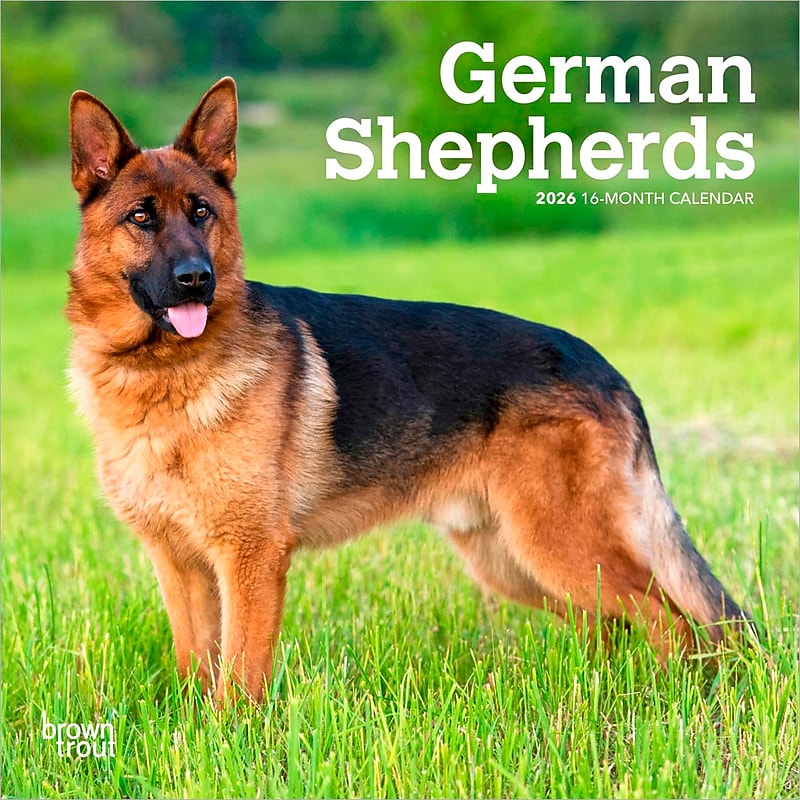 2026 BrownTrout German Shepherds 7" x 7" Monthly Wall Calendar (9798330707690) image 1