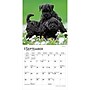 2027 BrownTrout For the Love of Puppies 7" x 7" Monthly Wall Calendar (9798330709748)~#|#~0D6DC364-F255-4F20-AE981752F2A88452_sc7