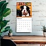 2026 BrownTrout Boston Terrier Puppies 12" x 12" Monthly Wall Calendar (9798330702596)~#|#~0D8D261B-C157-43F7-BD93F6CF668FC7B7_sc7