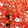 Nearly Natural 4' Autumn Vibrant Maple Artificial Fall Tree (T4831)~#|#~0E499C78-A62F-47E7-8D8A7D0CDD7F0171_sc7