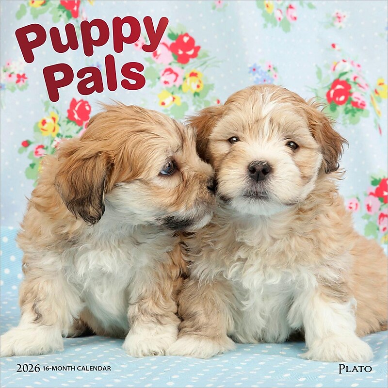 2026 Plato Puppy Pals 12" x 12" Monthly Wall Calendar (9798330706839) image 1