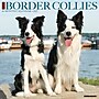 2027 Willow Creek Border Collies 12" x 12" Monthly Wall Calendar, Assorted Colors (59289)~#|#~0E7DF683-346B-45C1-9A4677B8E0BAAAC4_sc7