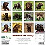 2026 Willow Creek Chocolate Lab Puppies 12" x 12" Monthly Wall Calendar (55359)~#|#~0EC17508-7DA4-4843-BEFB35DB89EF2846_sc7