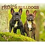 2026 BrownTrout For the Love of French Bulldogs 14" x 12" Monthly Wall Calendar (9798330707201)~#|#~10BAD7D1-0886-44E2-80839A4C42615E50_sc7