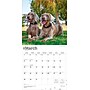 2026 BrownTrout Weimaraners 12" x 12" Monthly Wall Calendar (9798330706211)~#|#~10C1DAF8-769B-43B2-A33B905FFAD6210E_sc7
