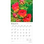 2026 BrownTrout Texas Wildflowers 12" x 12" Monthly Wall Calendar (9798330705832)~#|#~10D74B32-4BAF-424D-8271CCD070166BF1_sc7