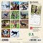 2027 BrownTrout Blue Heelers 7" x 7" Monthly Wall Calendar, Assorted Colors (9798330709908)~#|#~10EA864A-4AB0-4554-AEB688921674E1CA_sc7