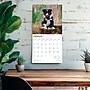 2026 BrownTrout Border Collie Puppies 12" x 12" Monthly Wall Calendar (9798330702541)~#|#~11054D1A-B002-40F9-B51976103EE62CC9_sc7