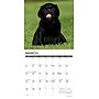 2026 Willow Creek Lab Puppies 12" x 12" Monthly Wall Calendar (51719)~#|#~115A14D1-F224-47AA-80D21528930D9535_sc7