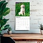 2026 BrownTrout Golden Retriever Puppies 12" x 12" Monthly Wall Calendar (9798330703463)~#|#~115F0665-5841-435C-9E45F2A18D88EA54_sc7