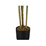 Monarch Specialties Inc. Dracaena in Pot (I 9543)~#|#~1188A26B-BF99-4F78-8CC033D3D35A05F9_sc7