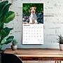 2026 BrownTrout Jack Russell Terriers 12" x 12" Monthly Wall Calendar (9798330703975)~#|#~11AC30D4-2EC4-44BA-AE90E1DF92EFF2AD_sc7