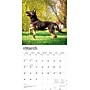 2026 BrownTrout Belgian Malinois 12" x 12" Monthly Wall Calendar (9798330707881)~#|#~12048E97-7FAF-48F2-BC4BF8872A8B8388_sc7