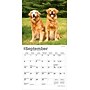 2026 BrownTrout Golden Retrievers 7" x 7" Monthly Wall Calendar (9798330703487)~#|#~122C9EBC-88F0-4CA0-B58B1BC7416D31B8_sc7