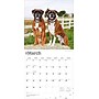 2026 BrownTrout Boxers International Edition 12" x 12" Monthly Wall Calendar (9798330702633)~#|#~1231D20F-692B-4368-8BBD93605BA90C25_sc7