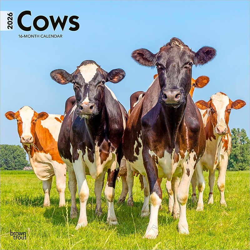 2026 BrownTrout Cows 12" x 12" Monthly Wall Calendar (9798330703067) image 1
