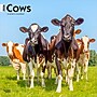 2026 BrownTrout Cows 12" x 12" Monthly Wall Calendar (9798330703067)~#|#~1239BAD7-6ACC-43C5-AEC7E19BA9BCE304_sc7