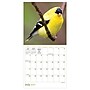 2027 TF Publishing Backyard Birds 7" x 7" Monthly Wall Calendar, Multicolored (27-2013)~#|#~12400244-6830-4600-B1F374B109276432_sc7