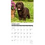2027 Willow Creek Lab Puppies 12" x 12" Monthly Wall Calendar (60964)~#|#~12856F2E-A146-4897-B5B9D6A0857DF3C4_sc7